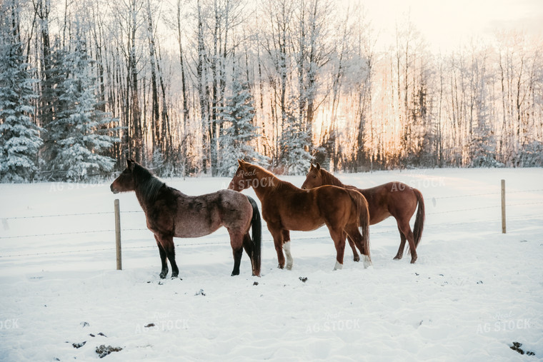 Horses in Snowy Pasture 64307