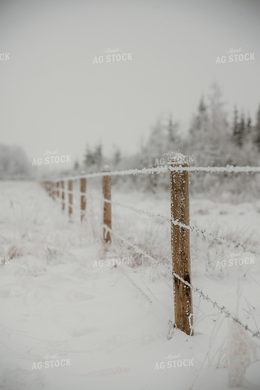 Snowy Fence Line 64316