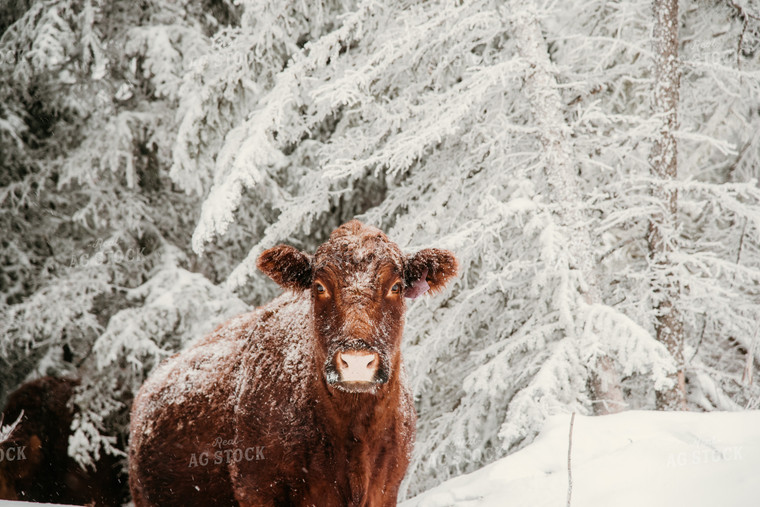 Red Angus Cow in Snowy Pasture 64321