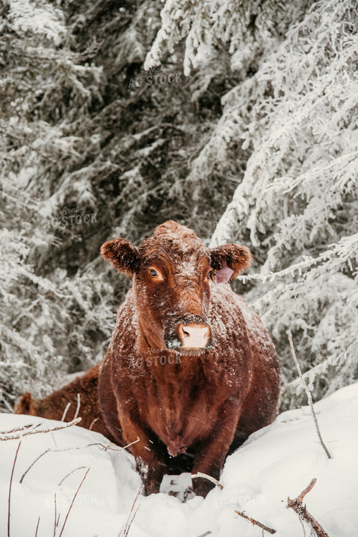 Red Angus Cow in Snowy Pasture 64322