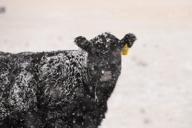 Angus Cow in Snow 51061
