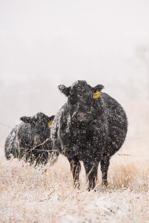 Angus Cattle in Snow 51062
