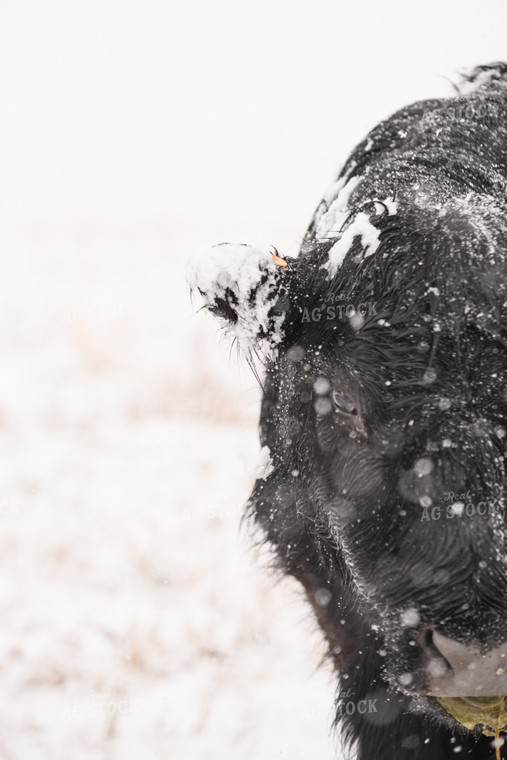 Angus Cow in Snow 51063