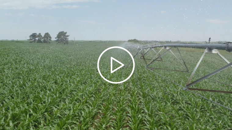 Aerial of Irrigation Pivot Watering Green Corn Field 114042