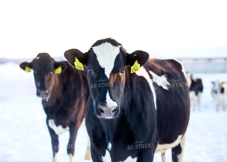 Holstein Cattle in Pasture 55171