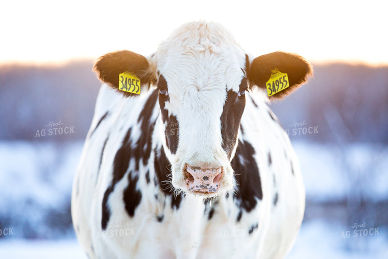 Holstein Cow in Pasture 55174