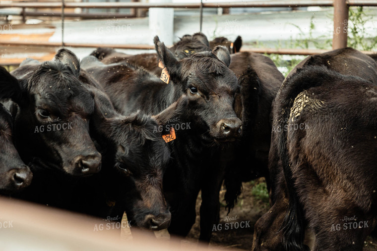 Angus Cattle in Farmyard 114047