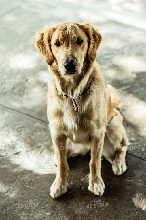 Dog in Farmyard 114049