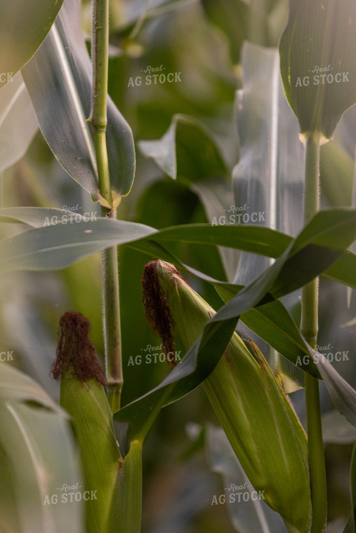 Ear of Corn on Stalk 52596