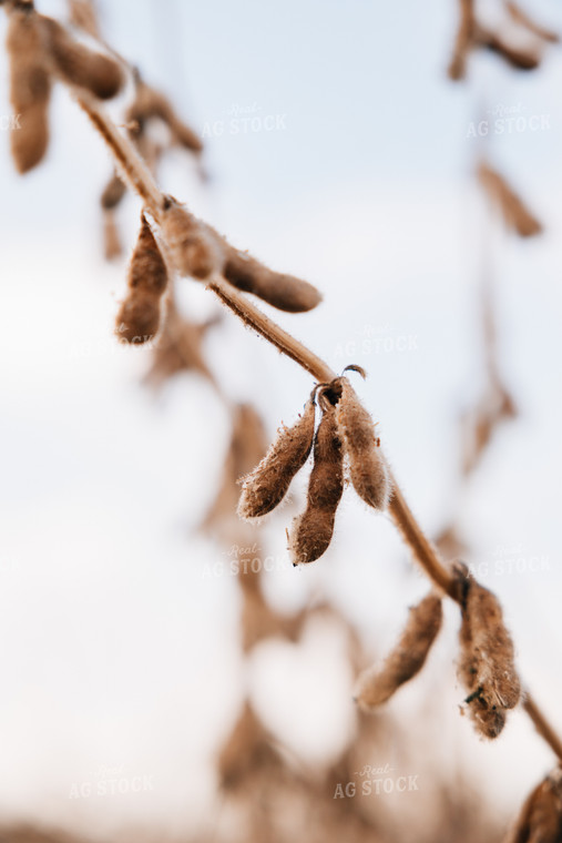 Dried Soybean Pods 52597