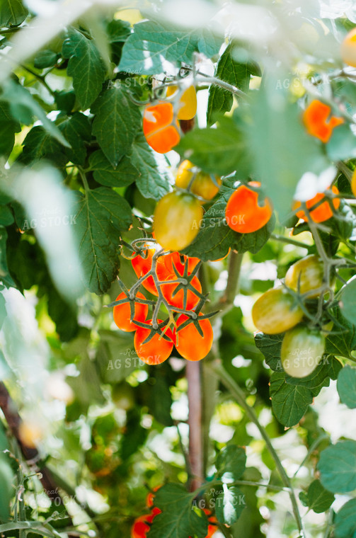 Cherry Tomato Plant 125002