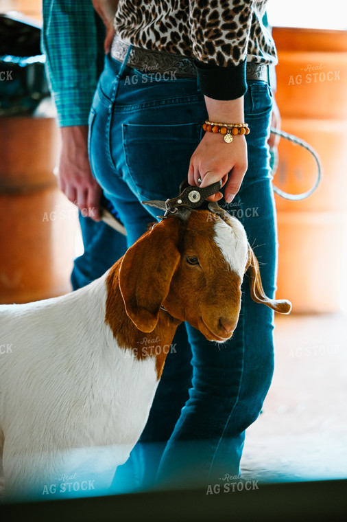 Goat in Show Barn 125010