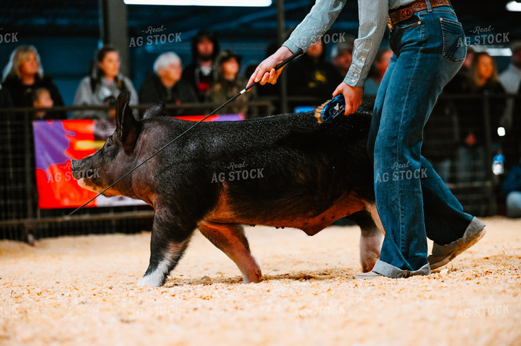 Showing a Pig 125011
