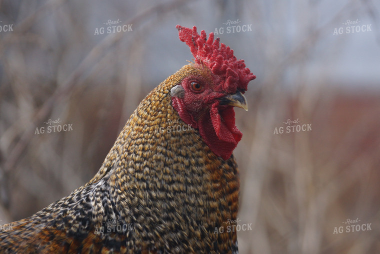 Chicken In Farmyard 126000