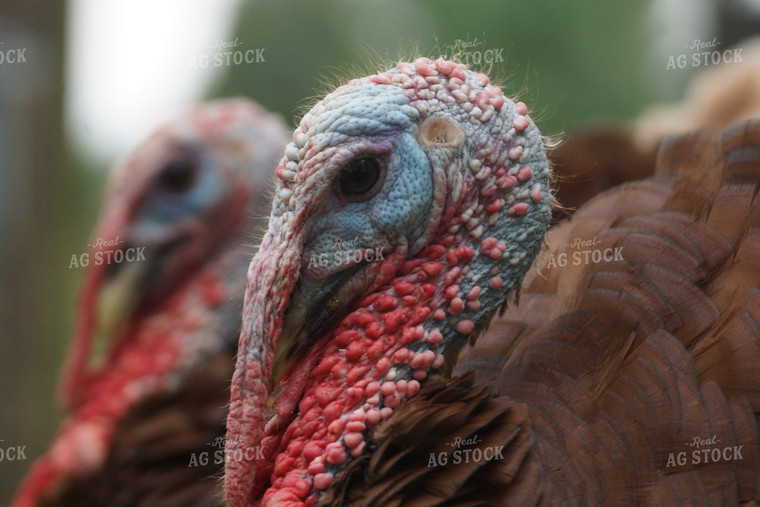 Turkeys in Forest 126003