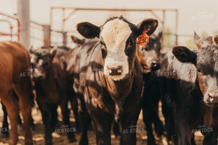 Cattle in Feedyard 61130