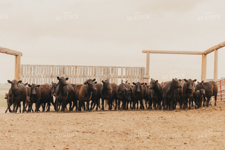 Cattle in Feedyard 61132