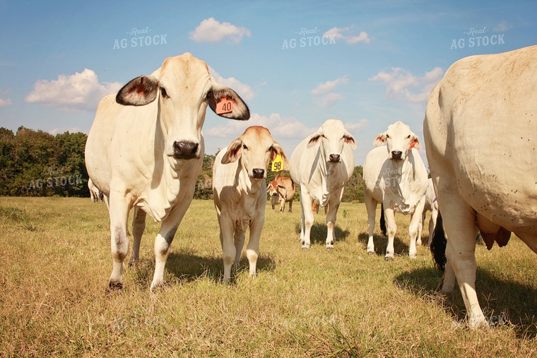 Brahman Cattle in Pasture 127003