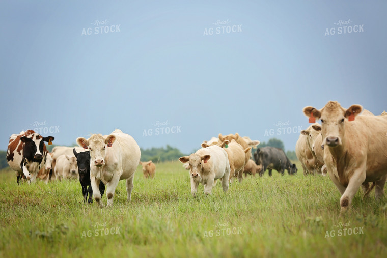 Cattle in Pasture 127014