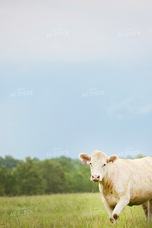 Cow in Pasture 127015