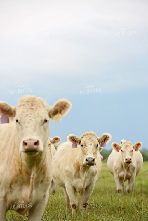 charolais Cattle in Pasture 127018