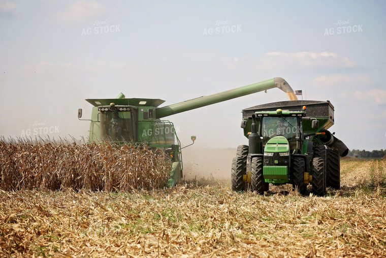 Corn Harvest 127023