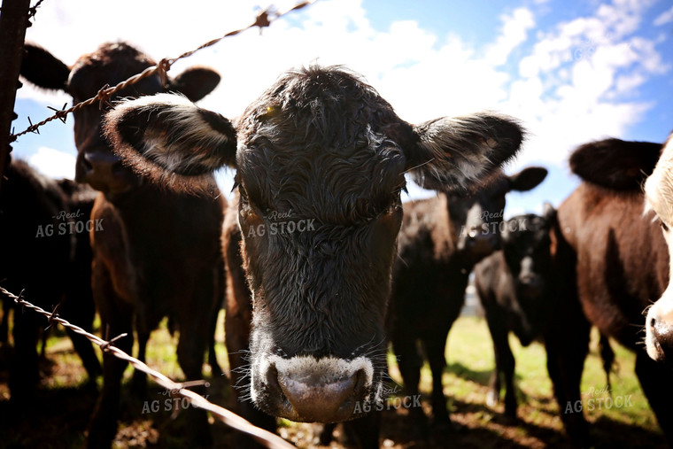 Black Angus Cow Head 127027