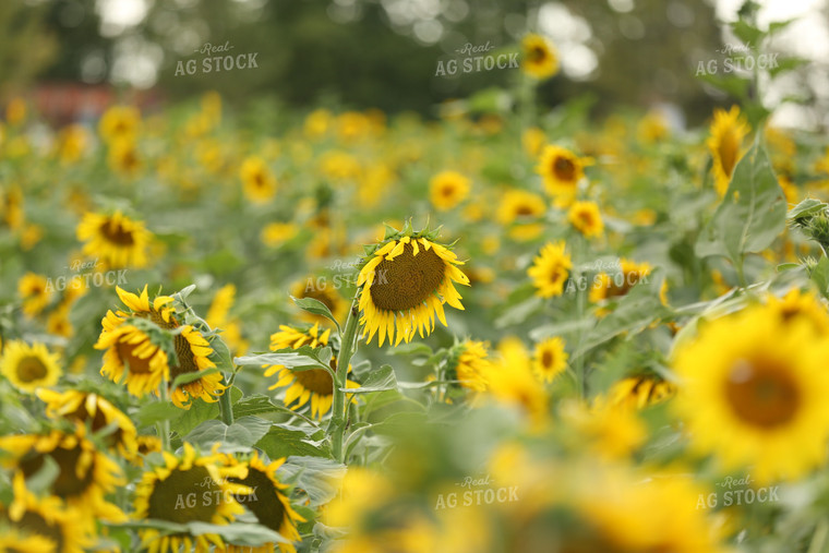 Sunflower Field 127031