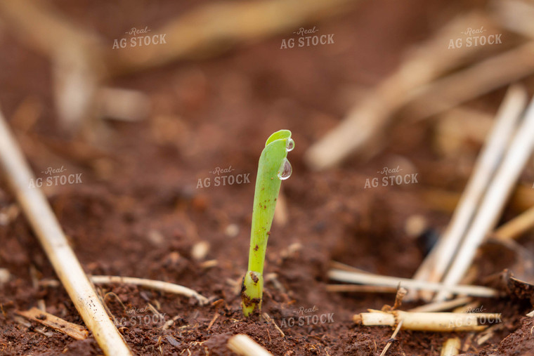 Corn Plant Sprouting 79242