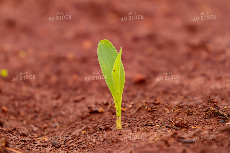 Sprouting Corn Plant 79247