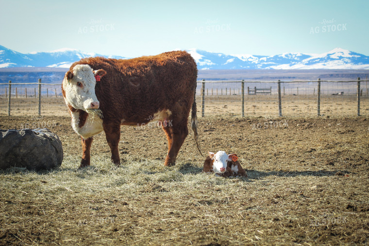 Hereford Cow and Calf Pair 78104