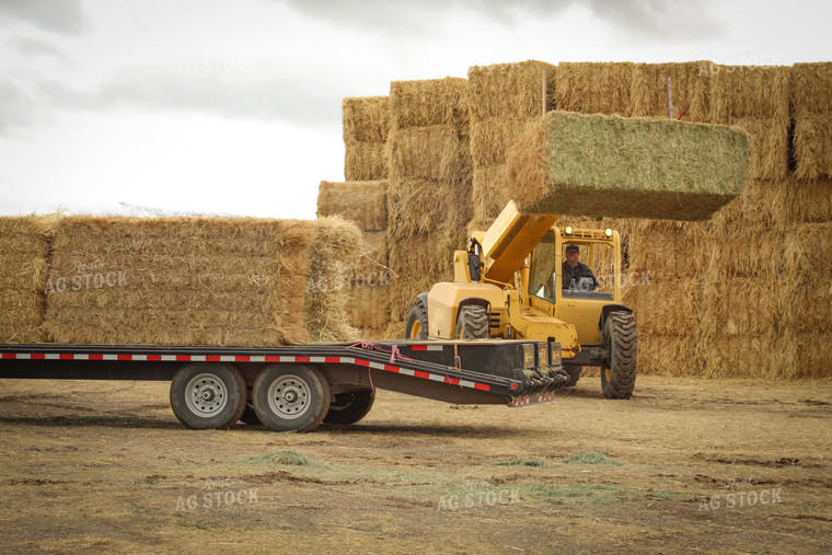Loading Hay with Telehandler for Feeding Cattle 78117