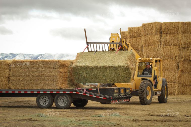 Loading Hay with Telehandler for Feeding Cattle 78118