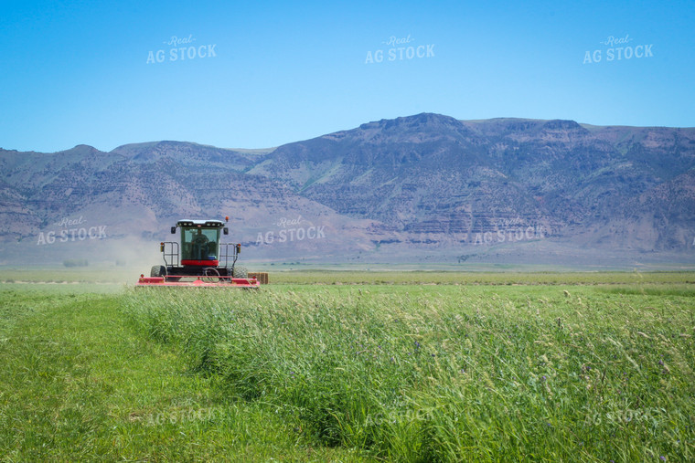 Cutting Summer Hay Alfalfa and Mixed Grass 78129