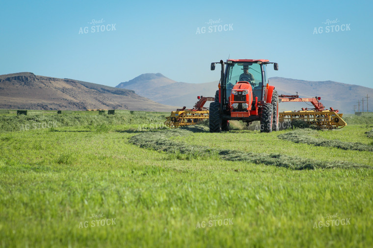 Raking / Windrowing Summer Hay Alfalfa and Mixed Grass 78133