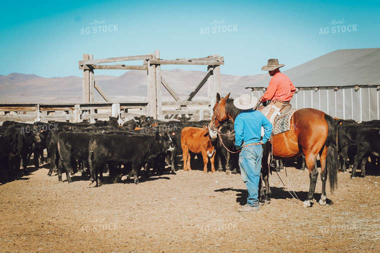 Ranchers Talking on Horseback Weaning Angus and Baldy Calves 78155