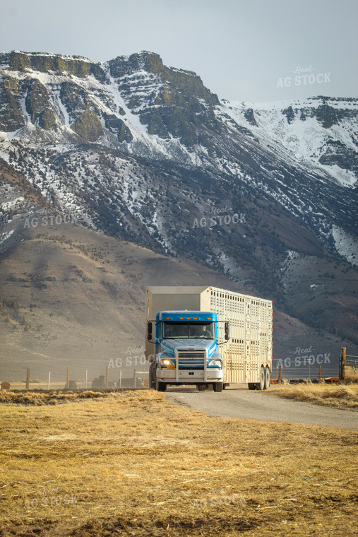 Livestock Semi Truck and Trailer Driving Down Scenic Road 78157