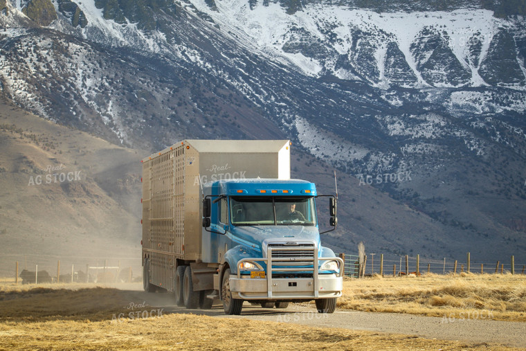 Livestock Semi Truck and Trailer Driving Down Scenic Road 78158