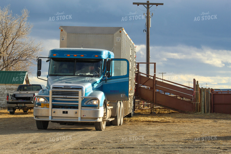 Livestock Semi Truck and Trailer Loading Cattle 78160