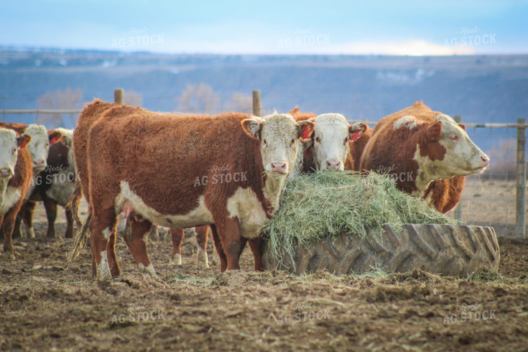 Bred Hereford Heifer Cattle 78168