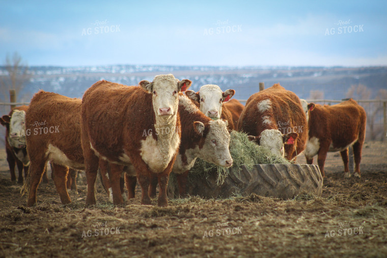 Bred Hereford Heifer Cattle 78169