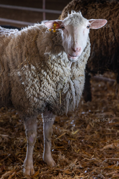 Sheep in Barn 124008