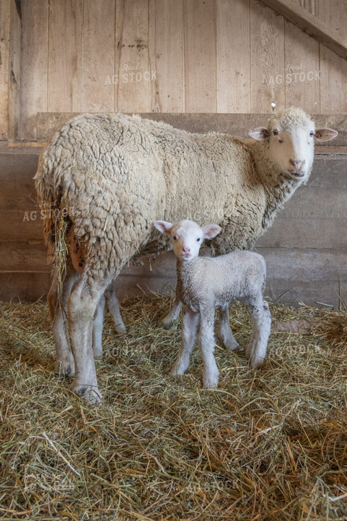 Sheep and Lamb in Barn 124009