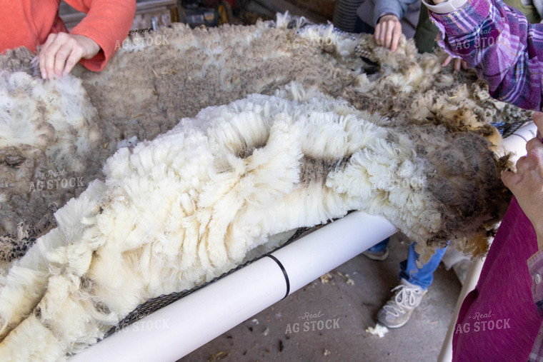 Pile of Wool 124011