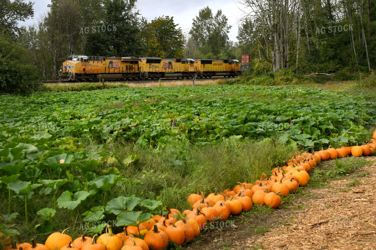 Pumpkin Field 129003