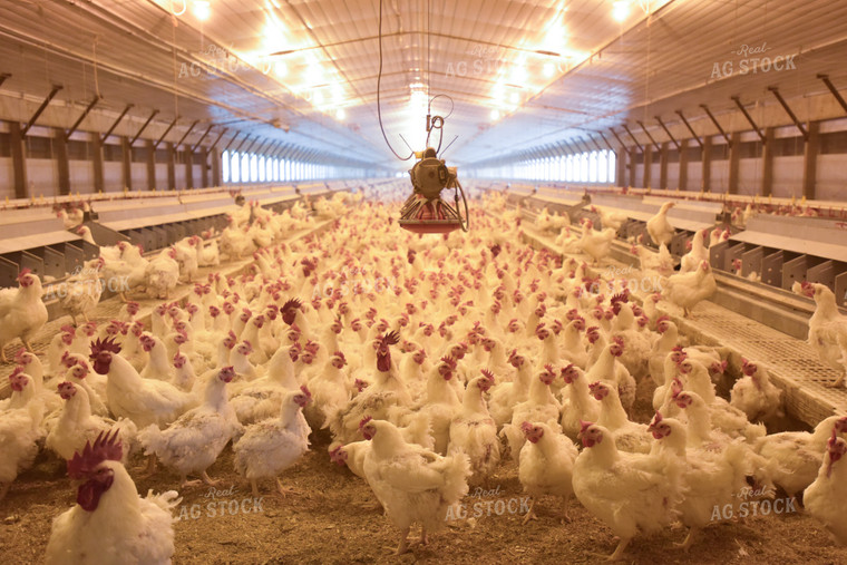 Chickens in Barn 129005