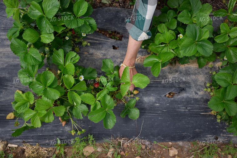 Strawberry Plants 129006