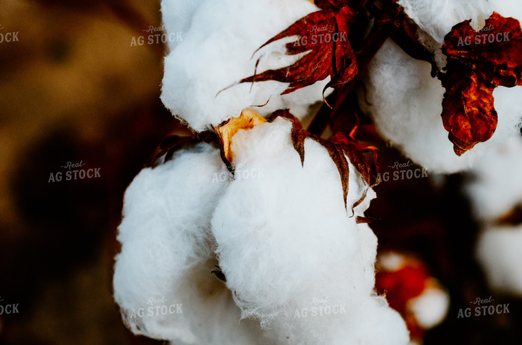 Head of Cotton Plant 125013