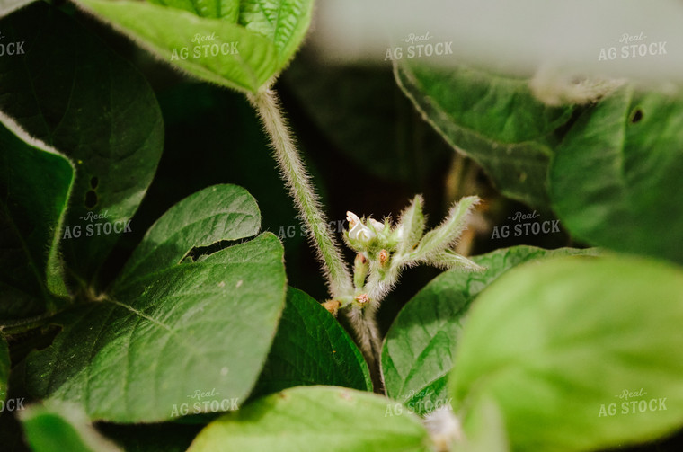 Flowering Soybean Plant 125015