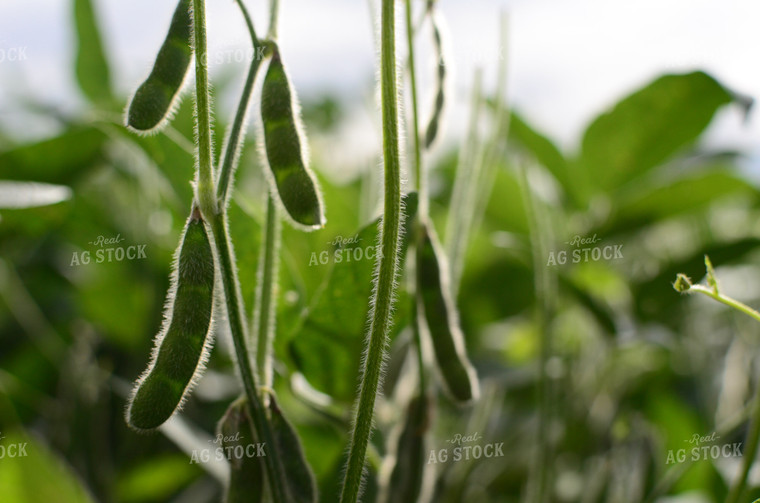 Soybean Pods on Plant 125016